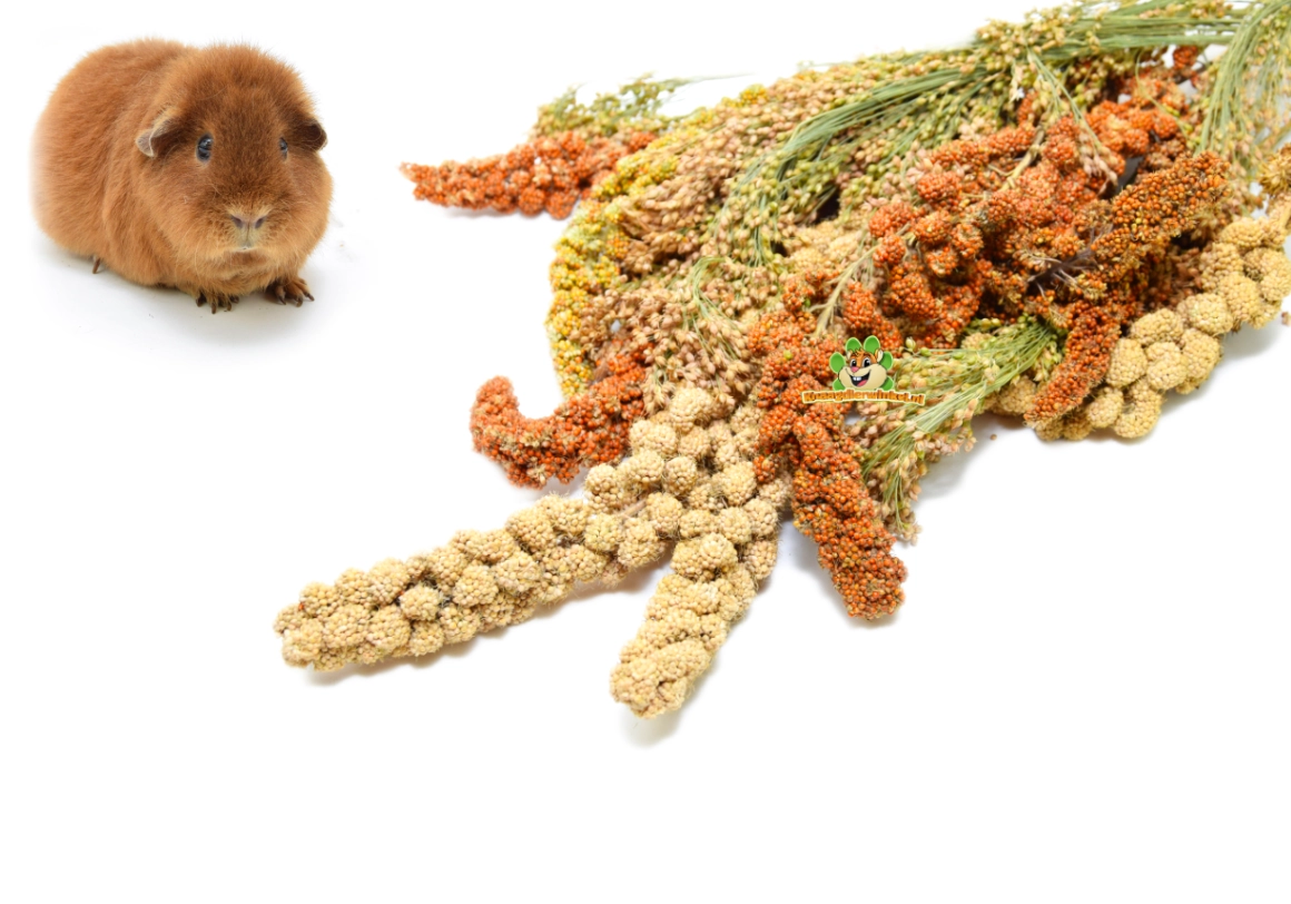 Cobaya con semillas, granos, heno y hierbas