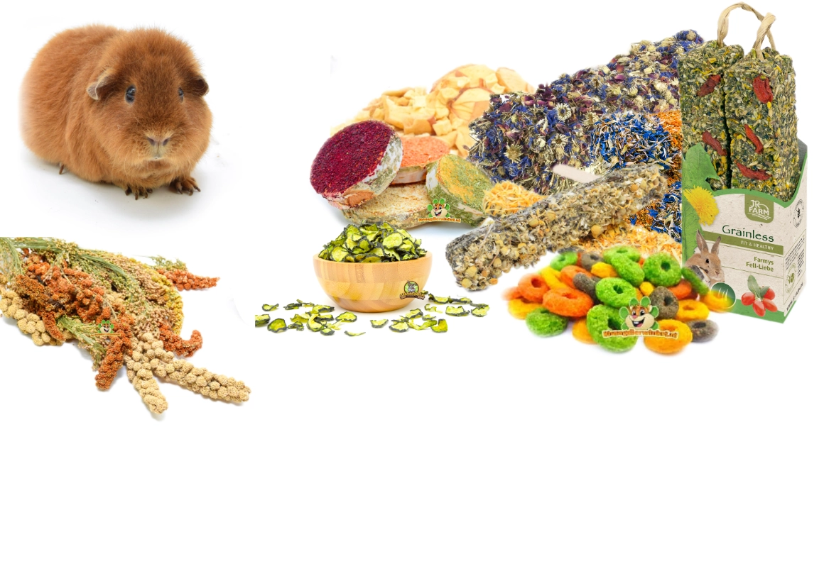 Czas na przekąskę dla świnki morskiej – nagradzanie i żerowanie