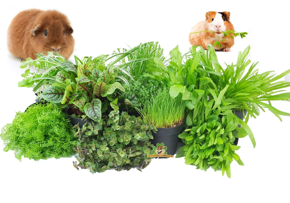 Cobaya con hierbas y plantas frescas