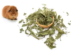 Feuilles séchées pour cobayes