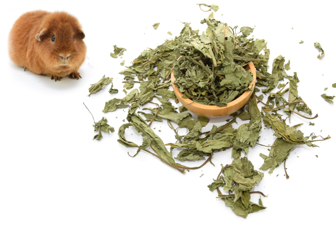 Cavia met gedroogde bladeren en hooi