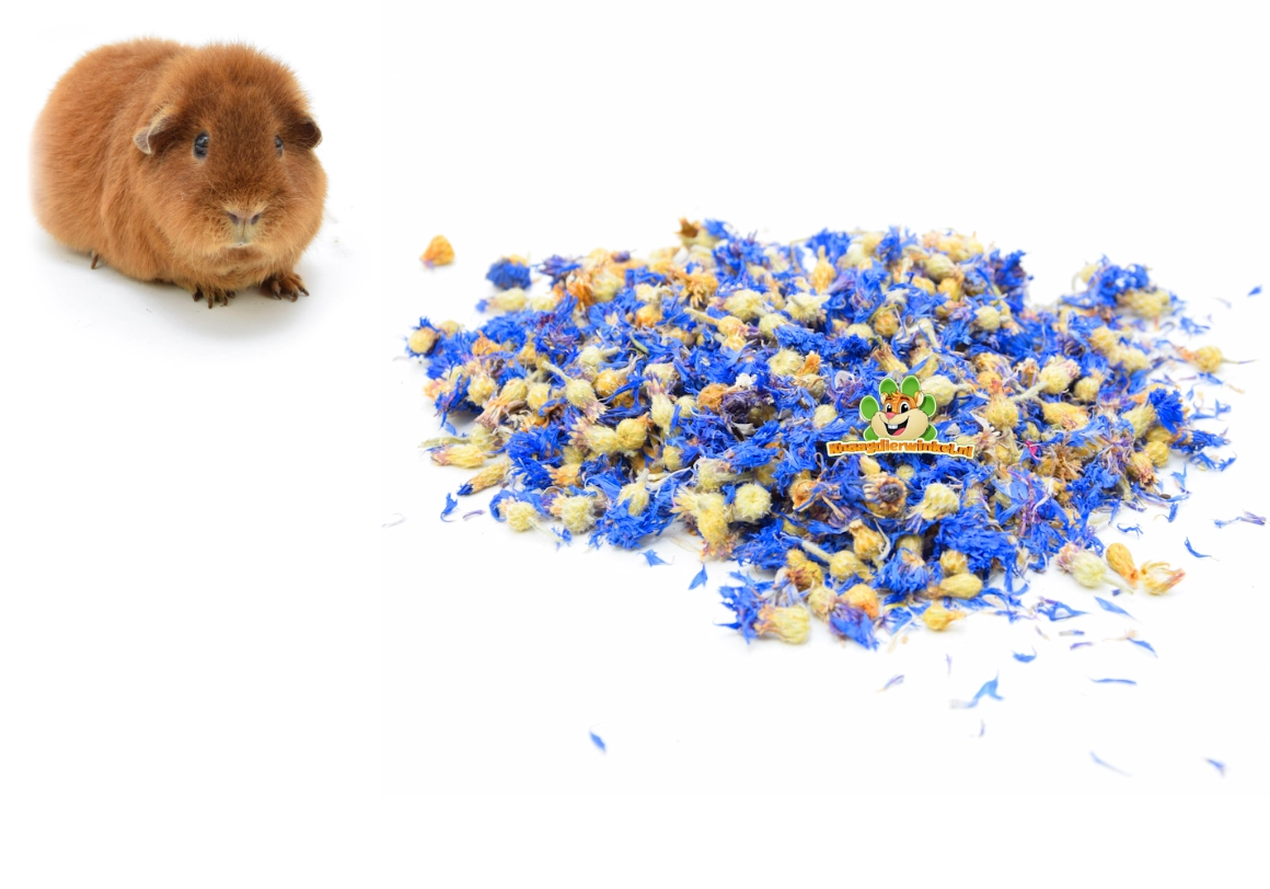 Conejillo de indias con flores secas y hierbas