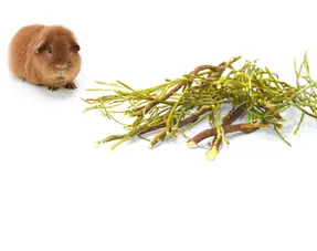 Getrocknete Meerschweinchenzweige und -stängel