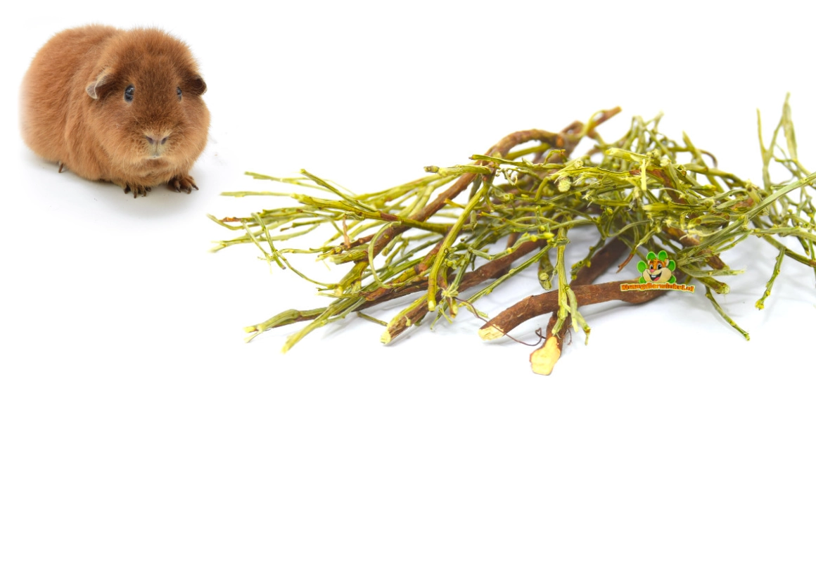 Cochon d'Inde grignotant des branches – bois rongé naturellement