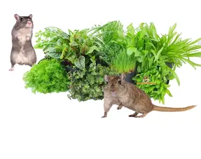 Plantas frescas de jerbos