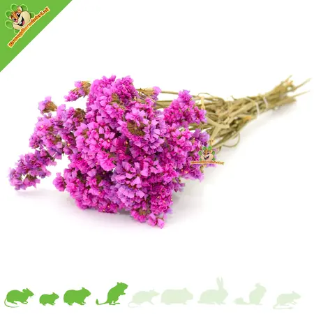 Knaagdier Kruidenier Dried Bendly Sea Lamb's Ear