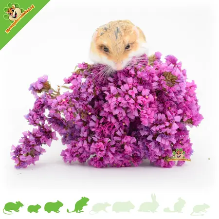 Knaagdier Kruidenier Suszone giętkie ucho baranka morskiego