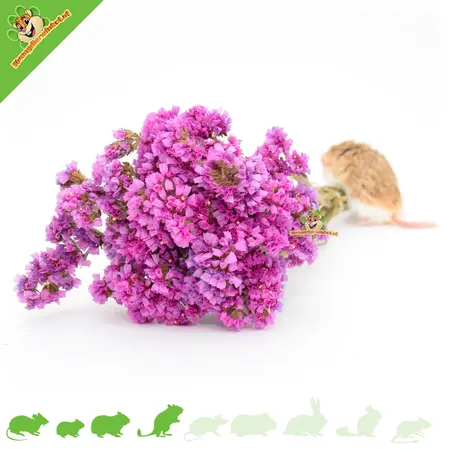 Knaagdier Kruidenier Dried Bendly Sea Lamb's Ear