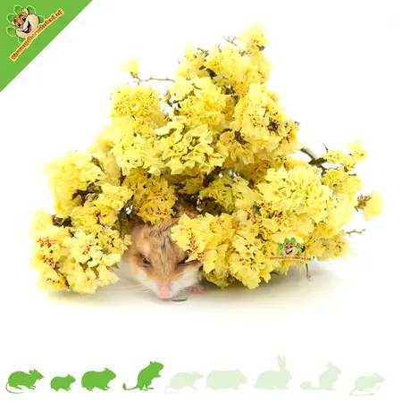 Knaagdier Kruidenier Dried Bendly Sea Lamb's Ear