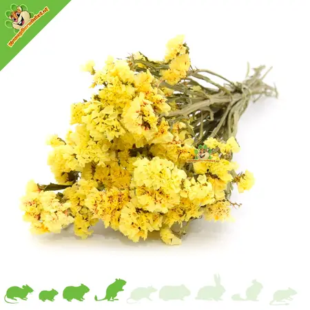 Knaagdier Kruidenier Dried Bendly Sea Lamb's Ear