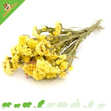 Knaagdier Kruidenier Dried Bendly Sea Lamb's Ear