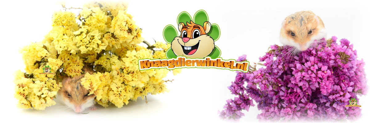 Gedroogde bloemen voor hamsterscaping 