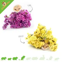 Lavanda marina con curvas