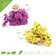 Knaagdier Kruidenier Getrockneter, gewellter Strandflieder