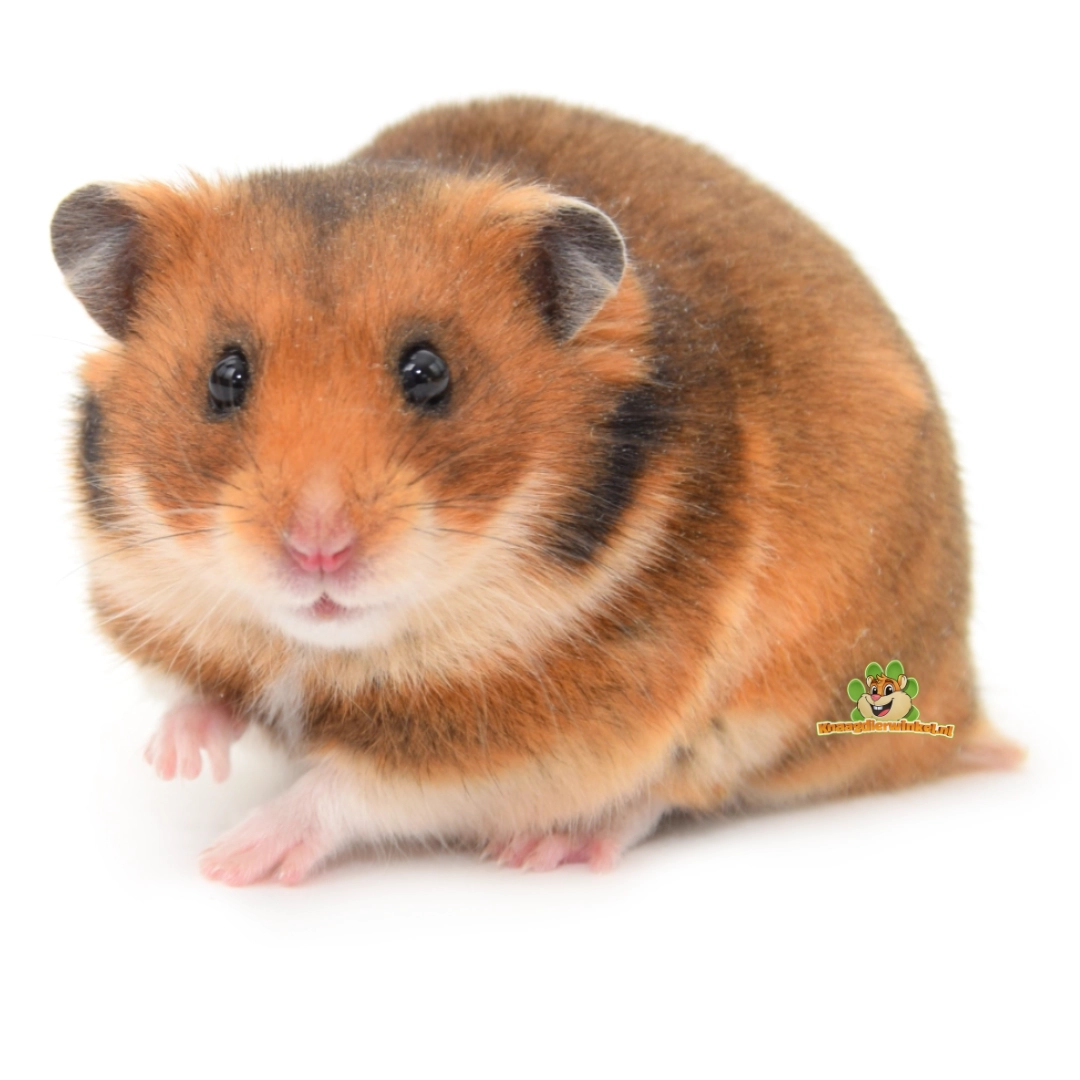 hamster goudhamster syrische hamster zit lief en kijkt