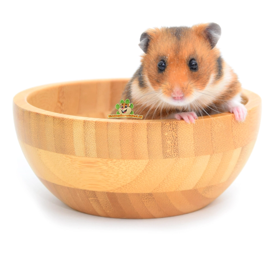 hamster goudhamster syrische hamster in een kommetje