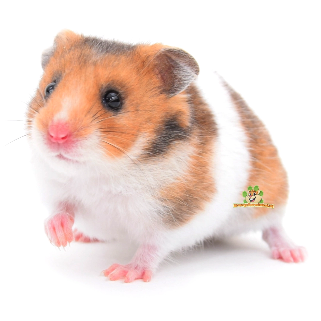 hamster goudhamster syrische hamster tam maken
