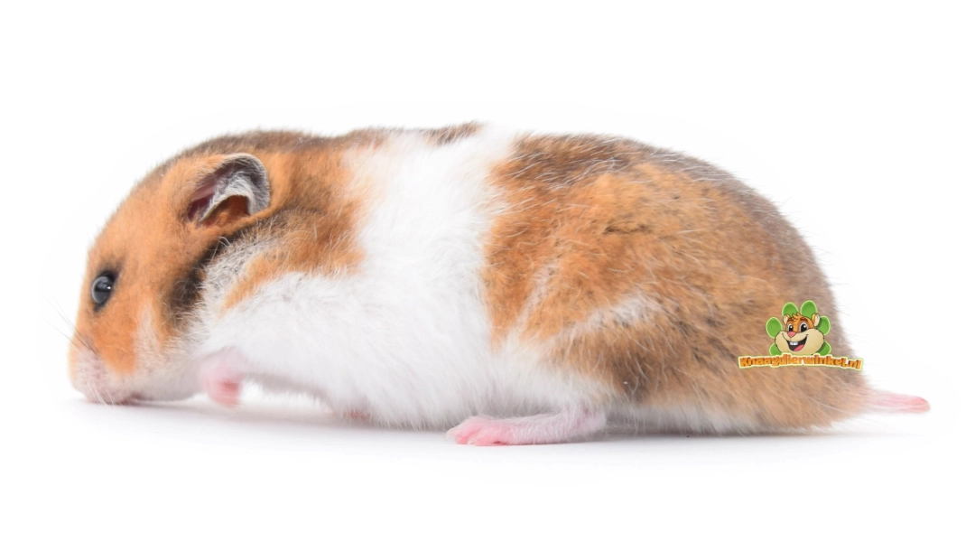 Hamstersnacks