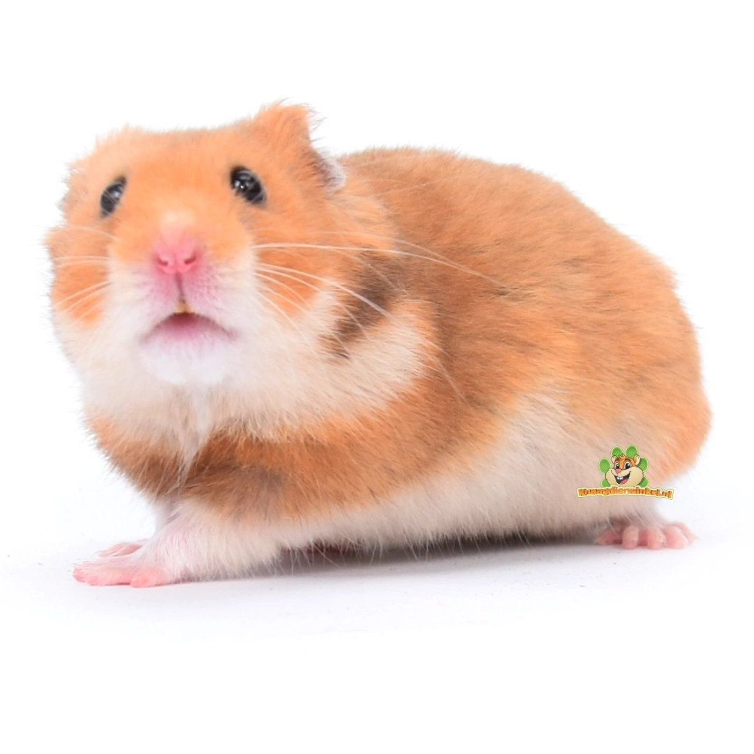 hamster goudhamster syrische hamster kijkt nieuwsgierig naar voren