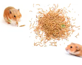 Hamster-Tierproteine