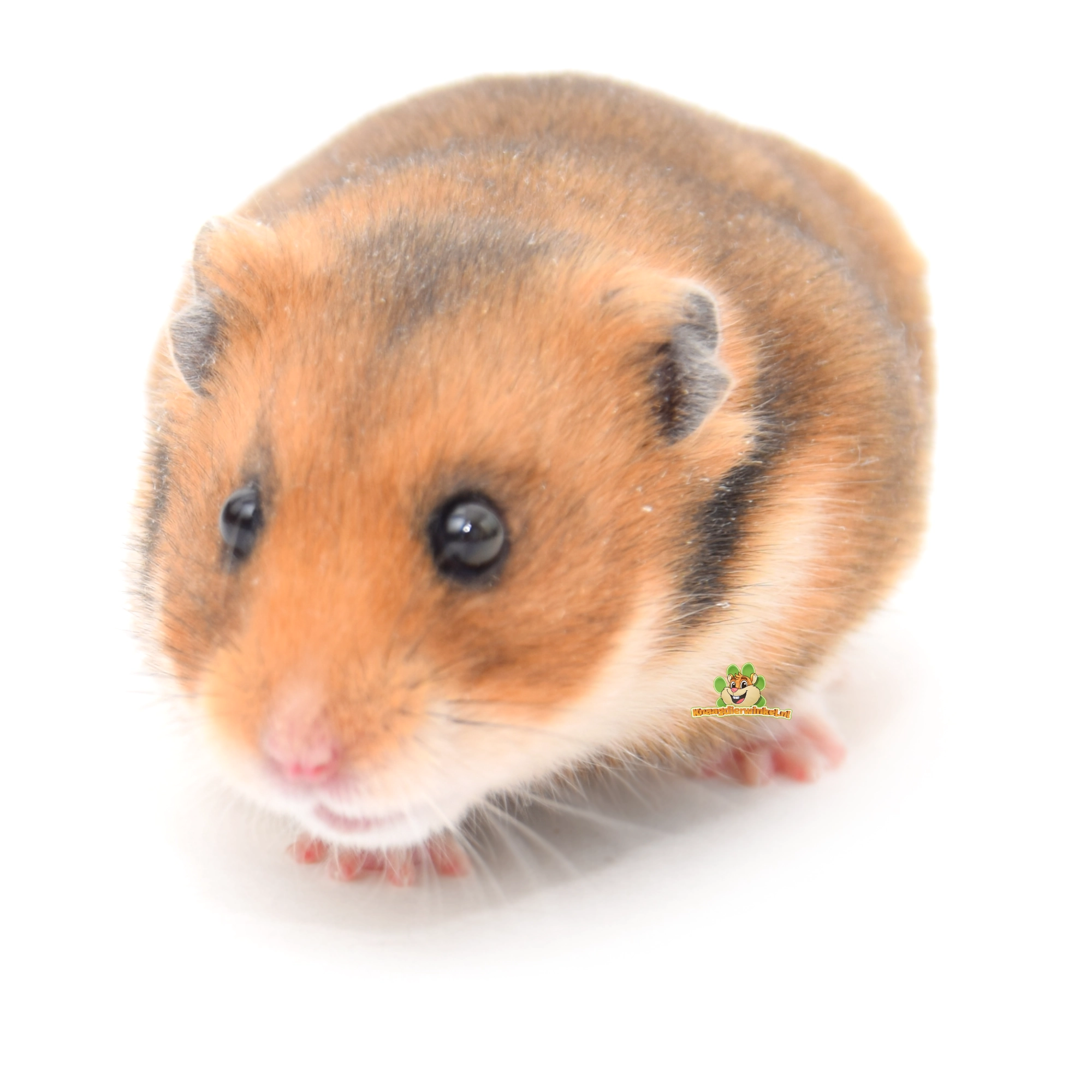 hamster hamsters goudhamster syrische hamster hoofd omlaag