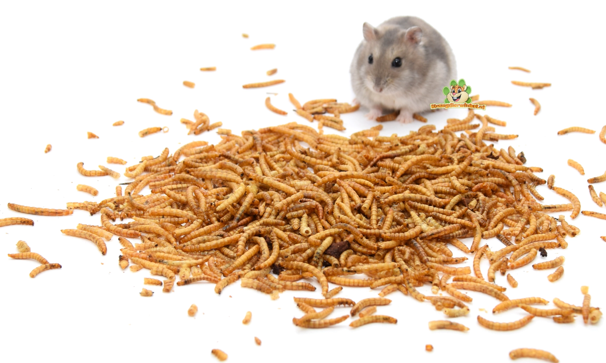 hamster nain hamster avec vers de farine séchés protéines animales
