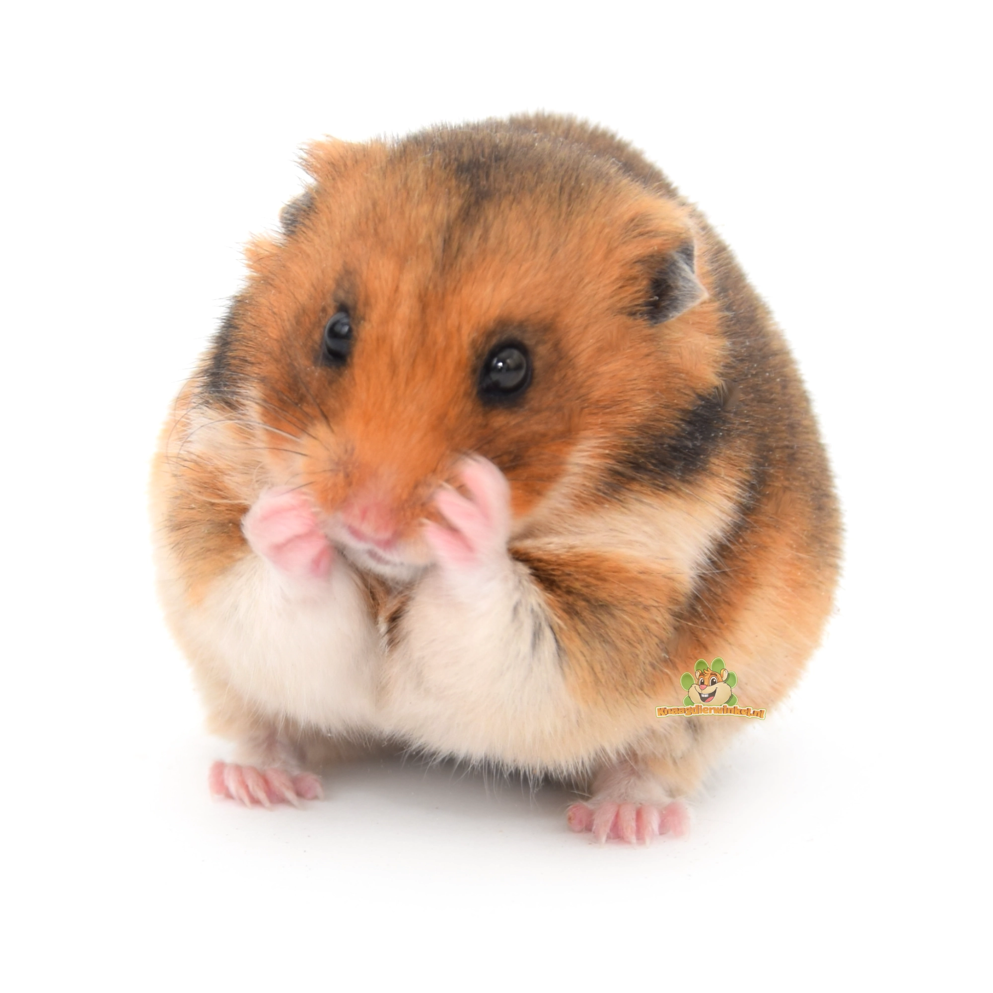 hamster stofvrije bodembedekking niezen