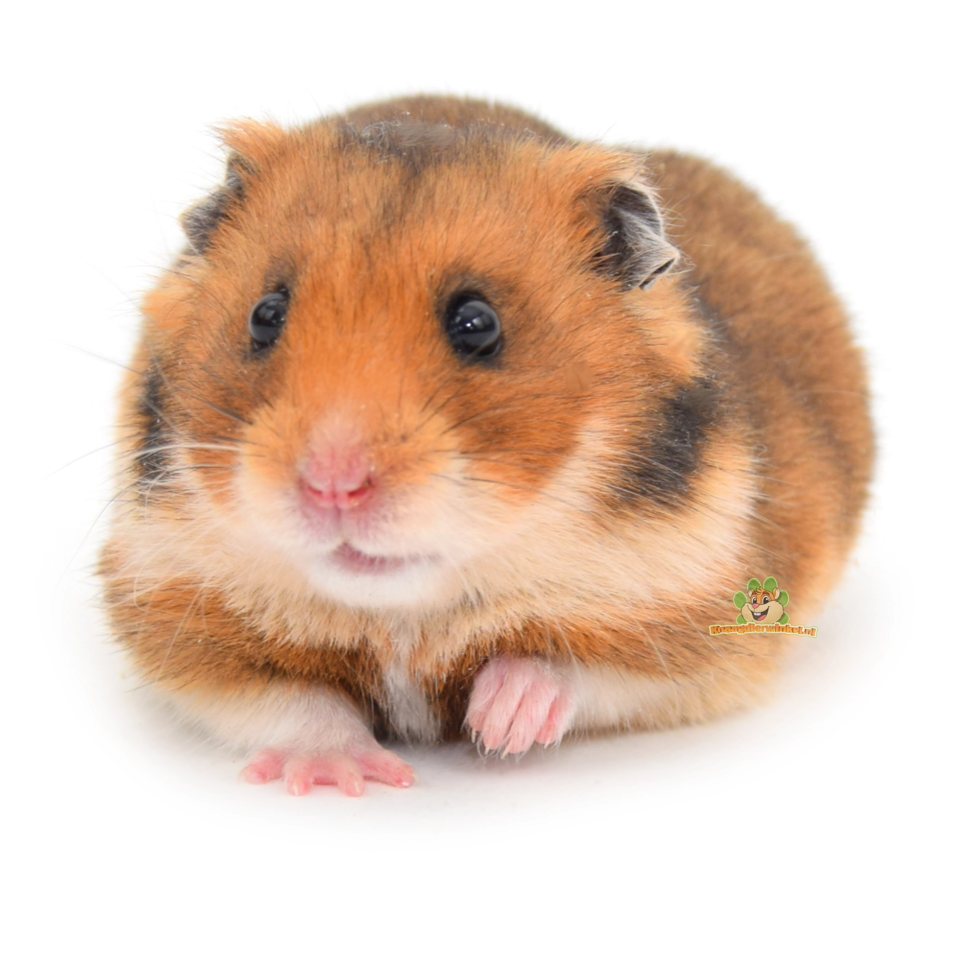 hamster goudhamster syrische hamster kijkt nieuwsgierig en ontspannen