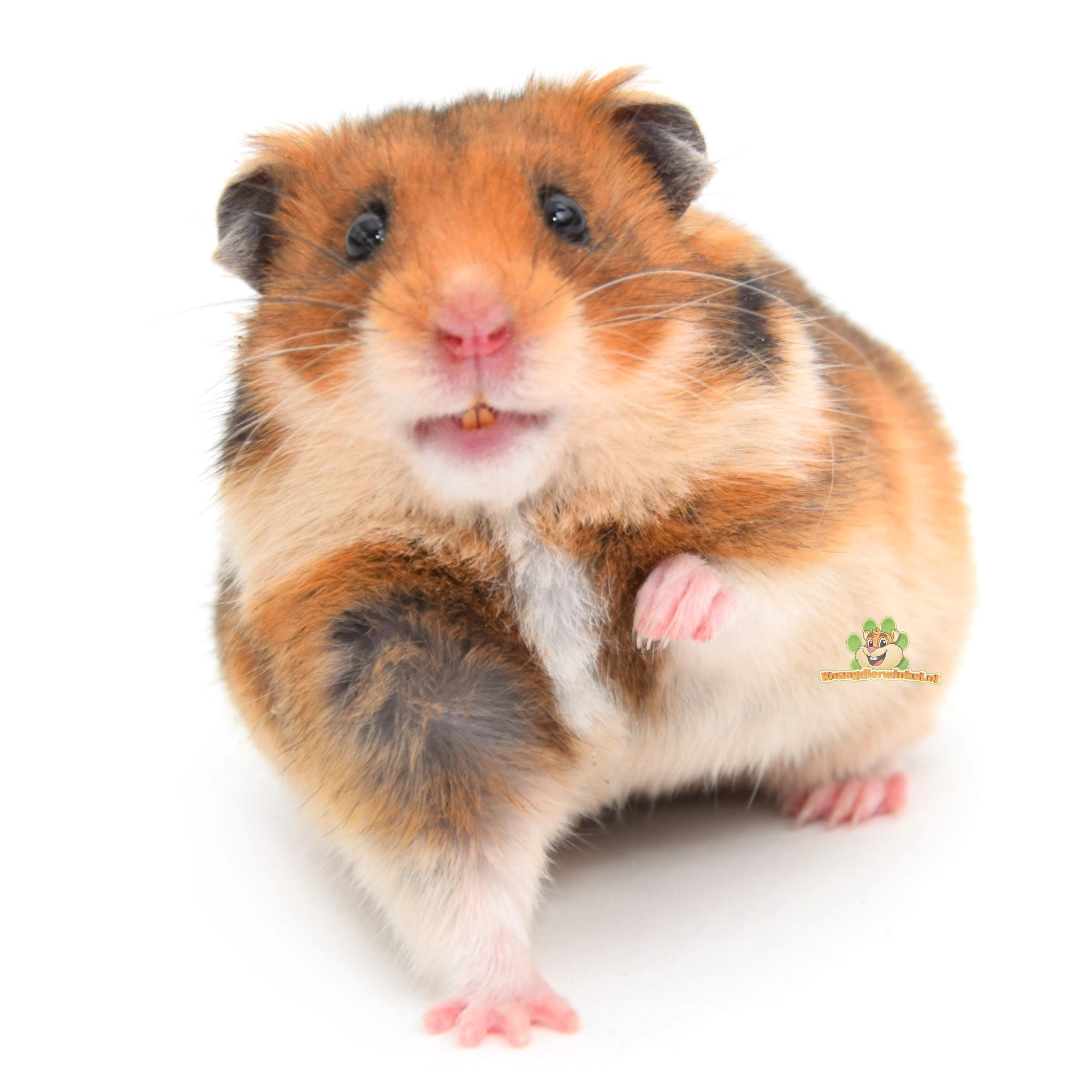 hamster goudhamster syrische hamsters met een pootje omhoog