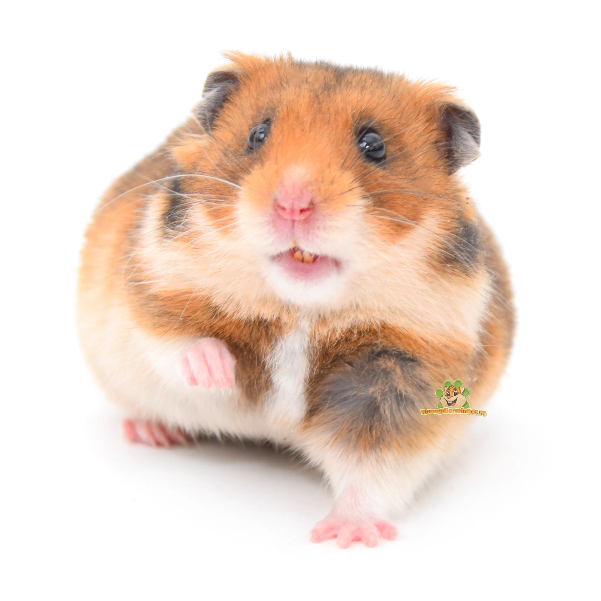 hamster goudhamster syrische hamster voor hamsterscaping