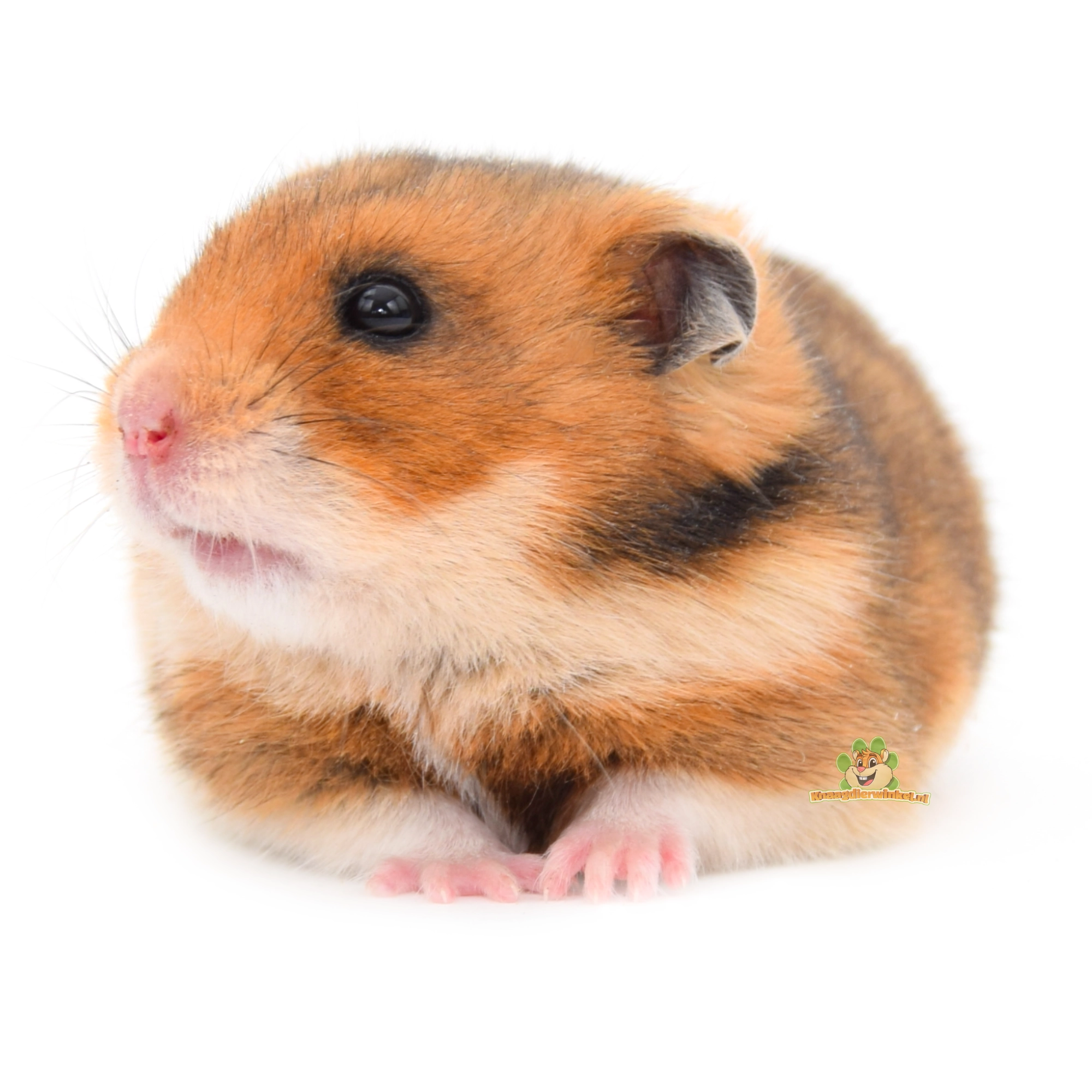 hamster kijkt naar links naar uitleg over zand en zandbakken voor hamsters