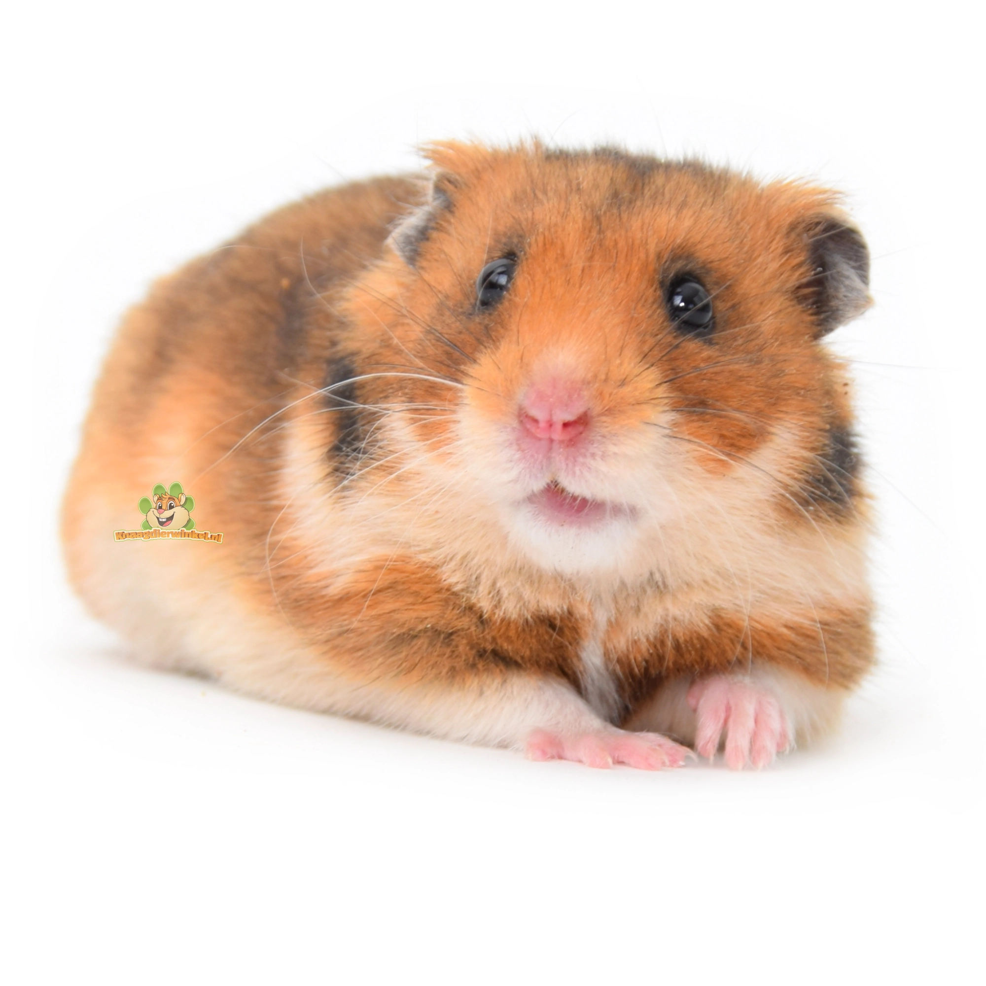 le hamster veut une plante pour hamster