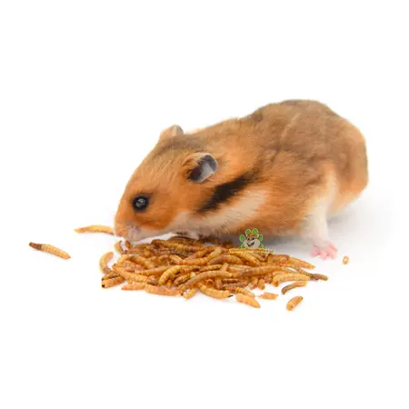 Knaagdierwinkel® Dried mealworms for small rodents