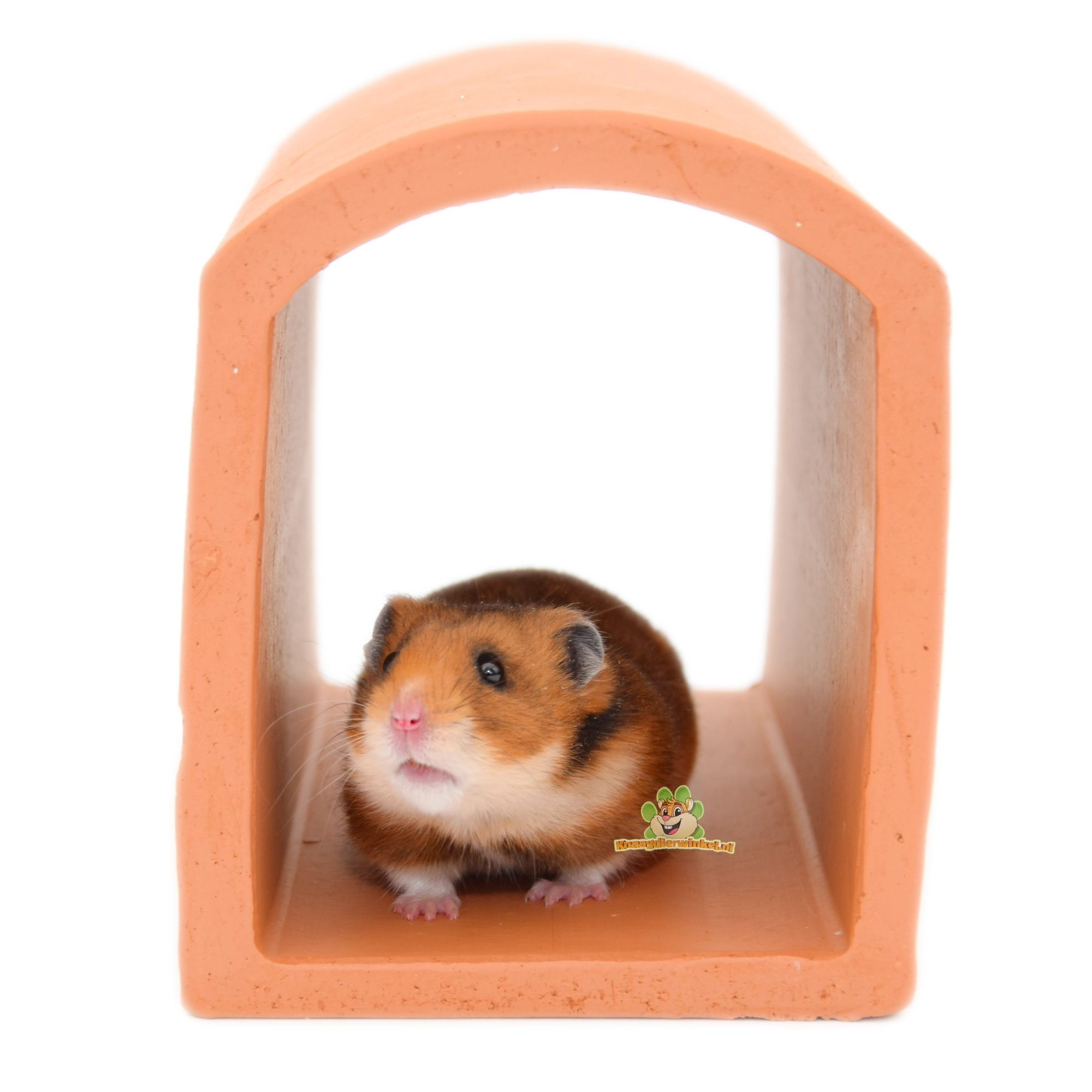 Hamster in einem Hamsterhaus aus Terrakotta