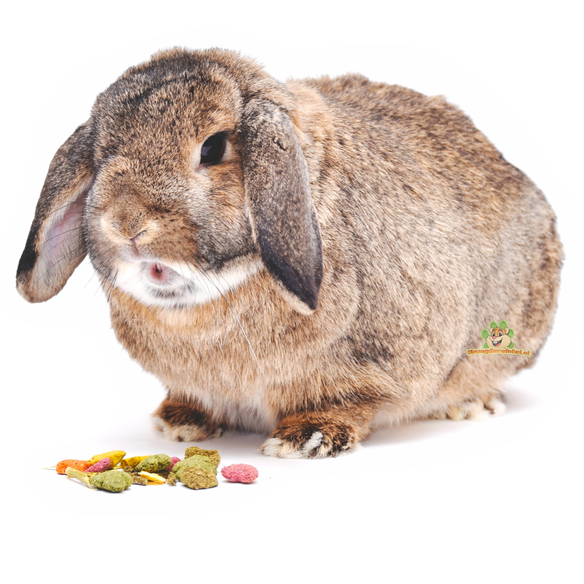 le lapin mange