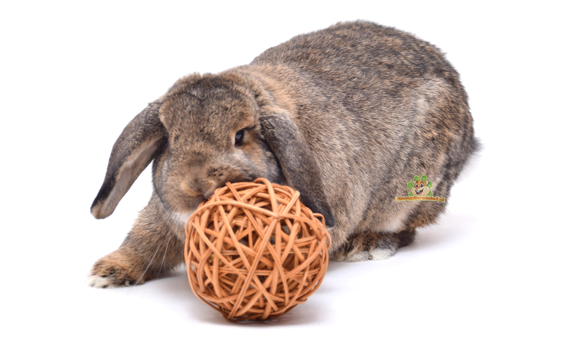 le lapin joue avec une balle