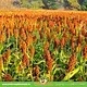 JR Farm Cosecha de Dari Kolf