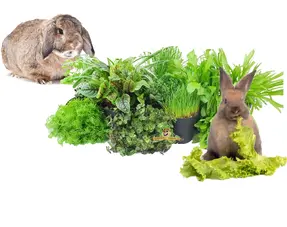 Herbes et plantes fraîches Rabbit