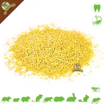 graines de millet perlé