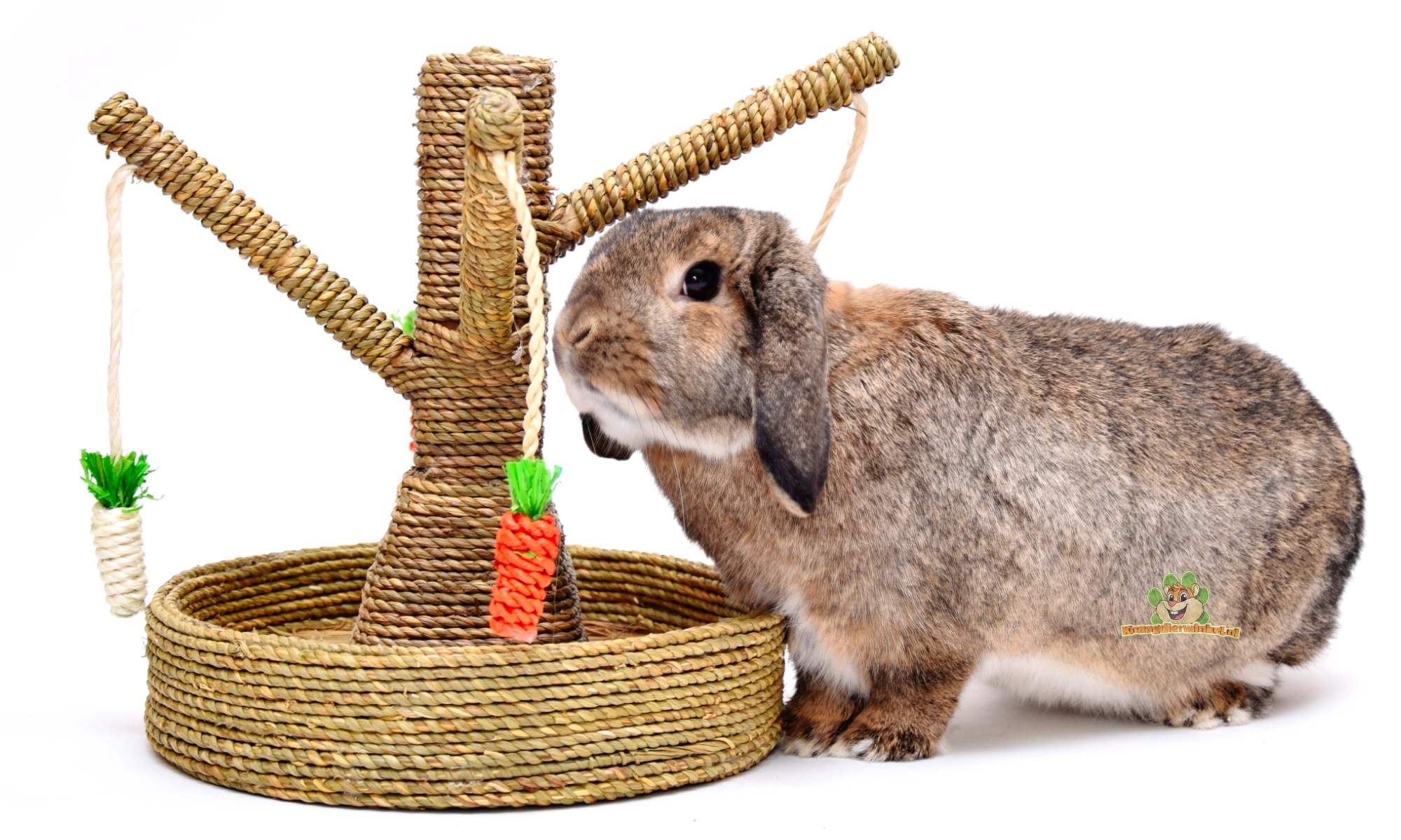 El conejo está jugando con juguetes