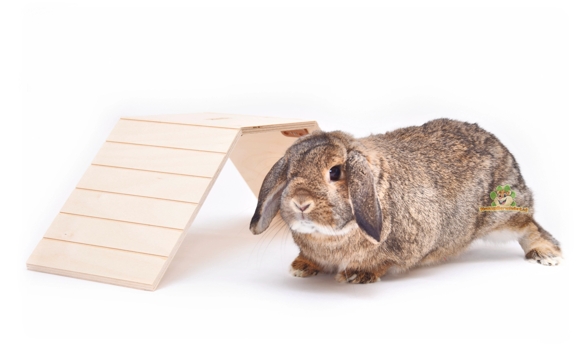 A platform gives the rabbit a lookout spot