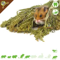 Récolte de millet séché