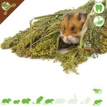 Panicum Gierst Oogst