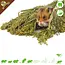 Knaagdier Kruidenier Panicum Gierst Oogst