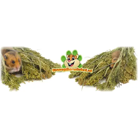 Knaagdier Kruidenier Panicum Gierst Oogst