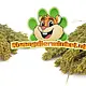 Knaagdier Kruidenier Panicum Gierst Oogst