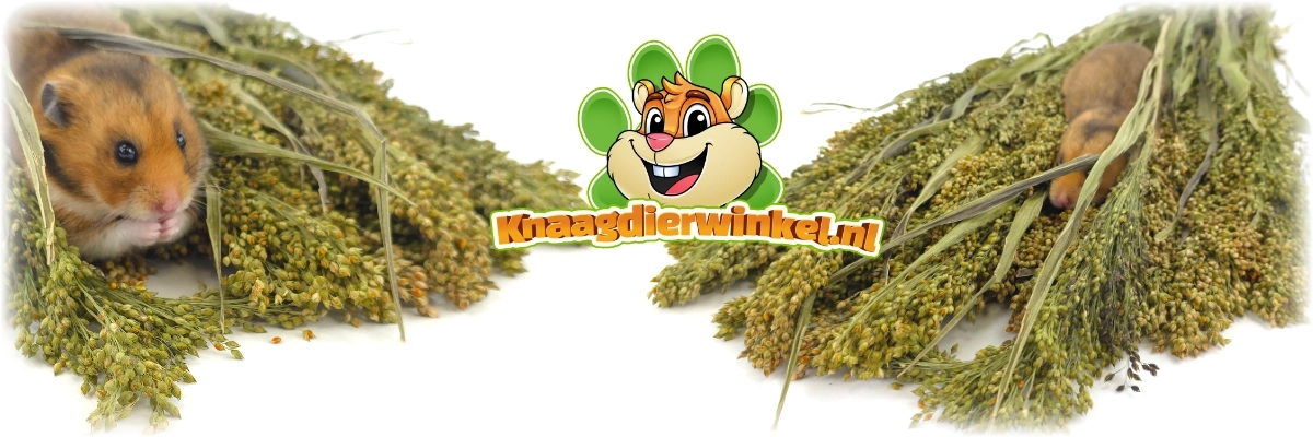 rodent grocer dried millet harvest