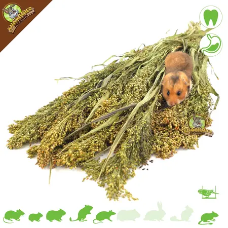 Knaagdier Kruidenier Panicum Gierst Oogst