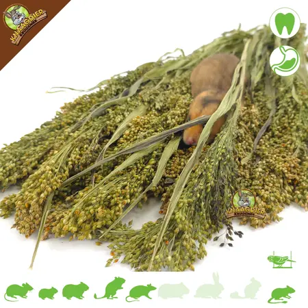 Knaagdier Kruidenier Panicum Gierst Oogst