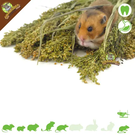 Knaagdier Kruidenier Panicum Gierst Oogst